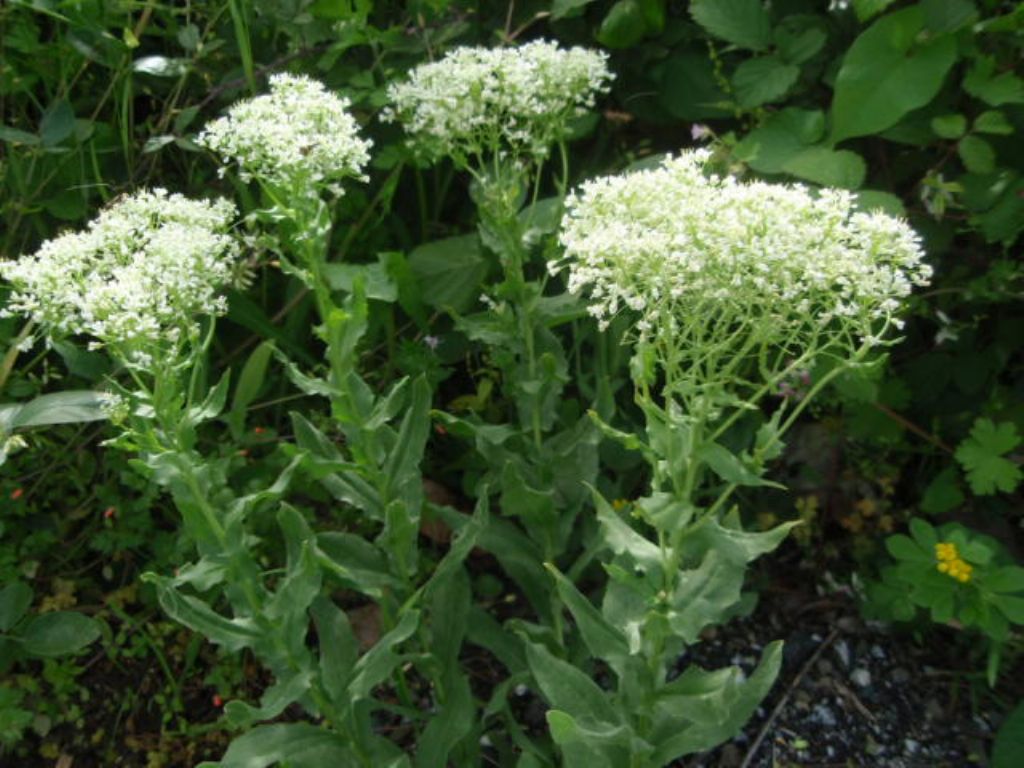 Cardaria draba (=Lepidium draba) (Brassicaceae)