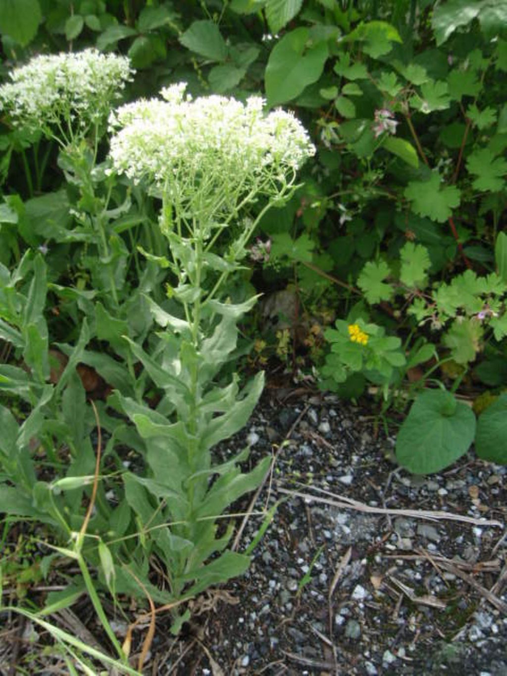 Cardaria draba (=Lepidium draba) (Brassicaceae)