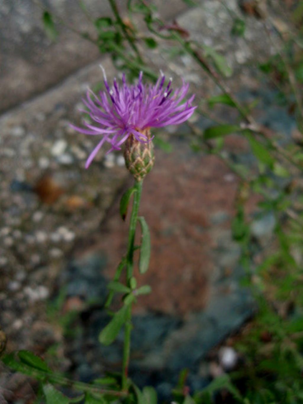 Centaurea aplolepa