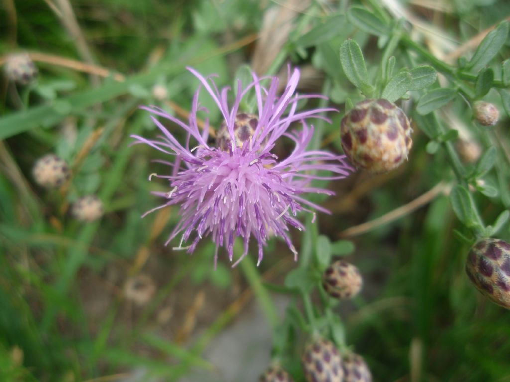 Centaurea aplolepa