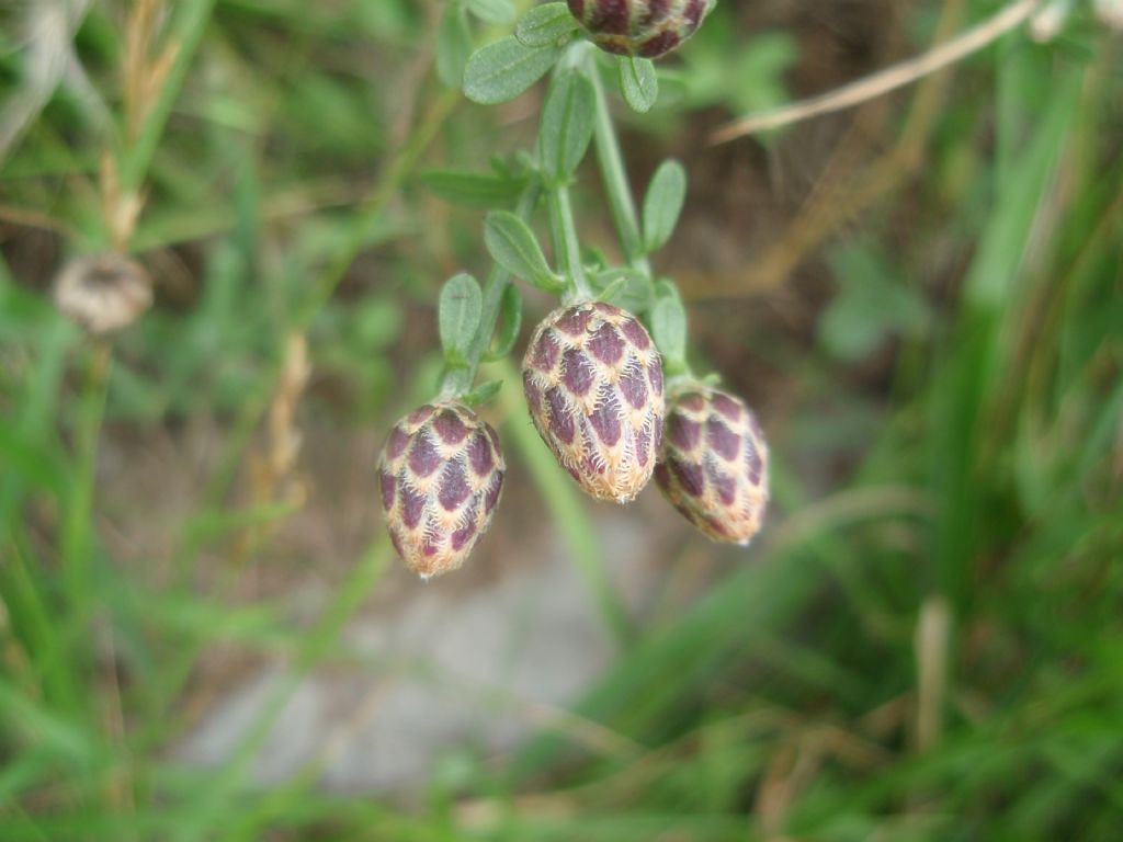 Centaurea aplolepa