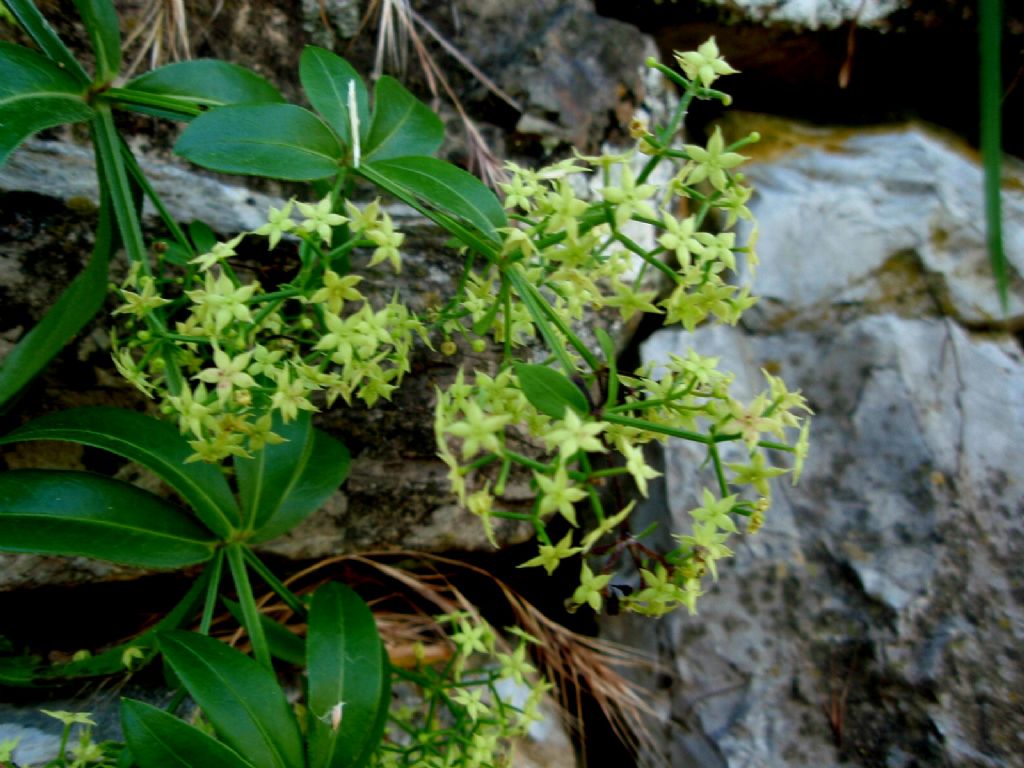 Rubia peregrina