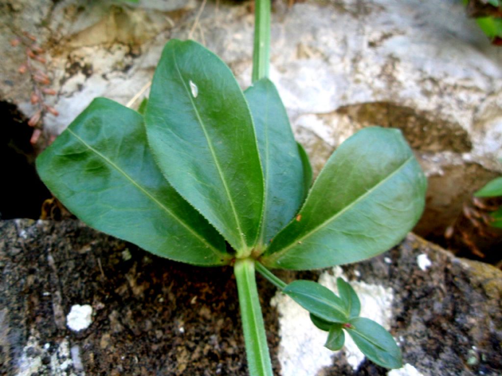 Rubia peregrina