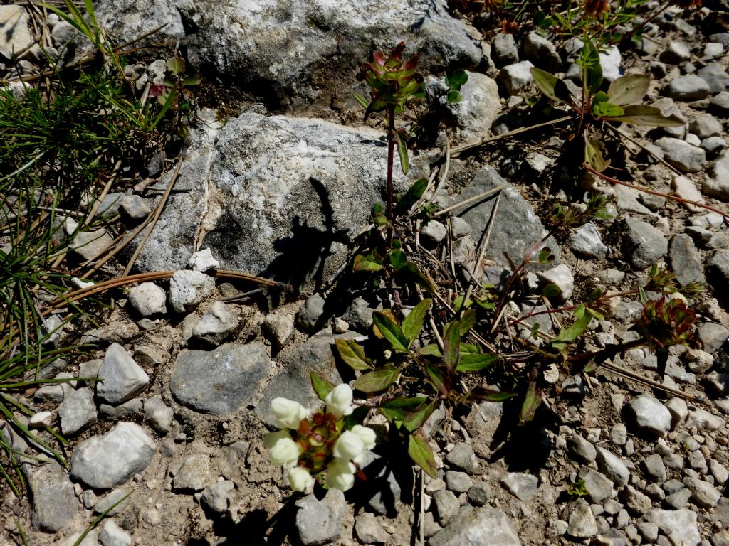 Prunella laciniata?