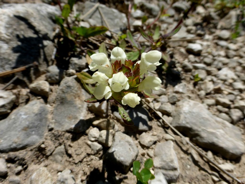 Prunella laciniata?