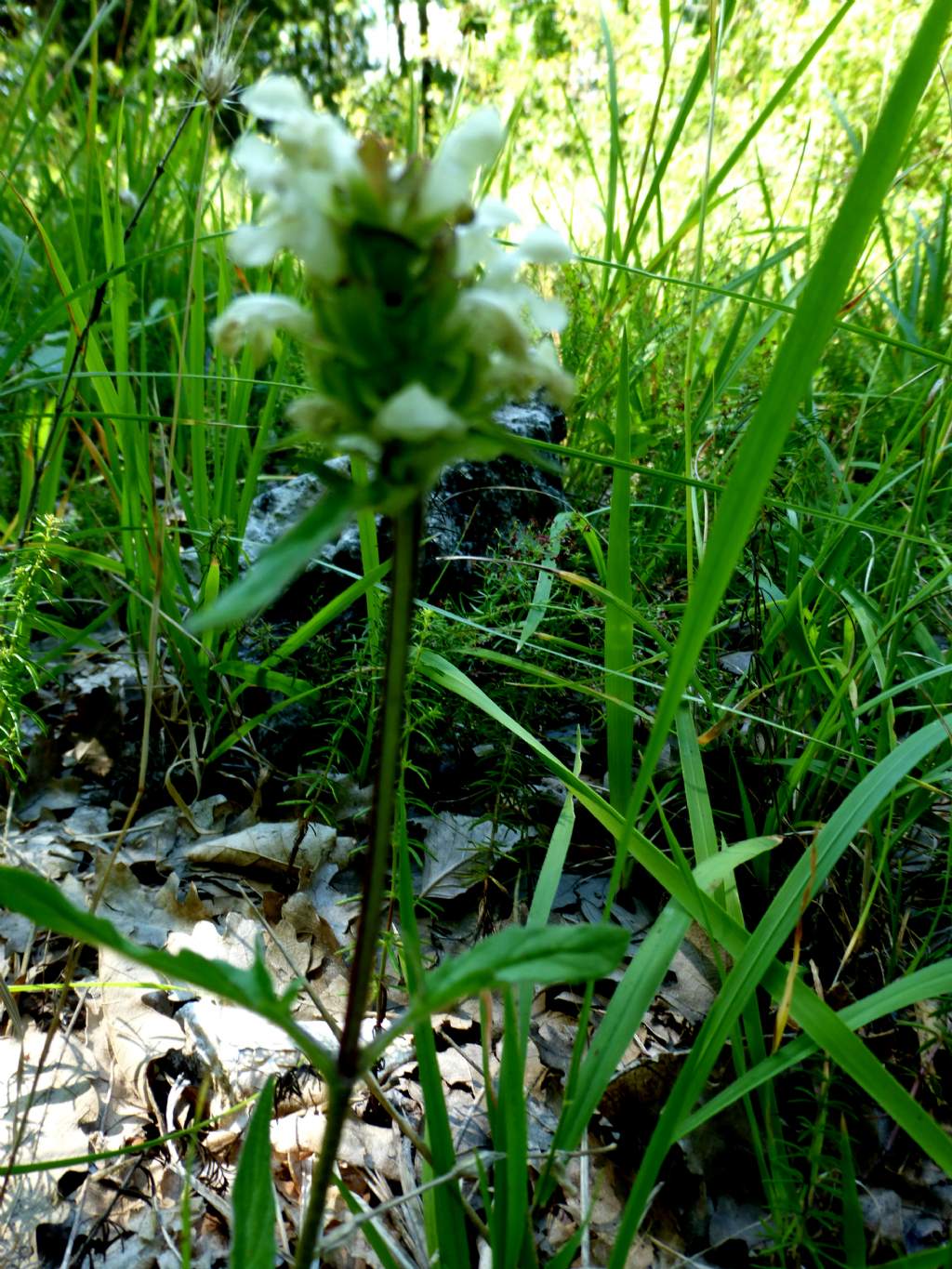 Prunella laciniata?