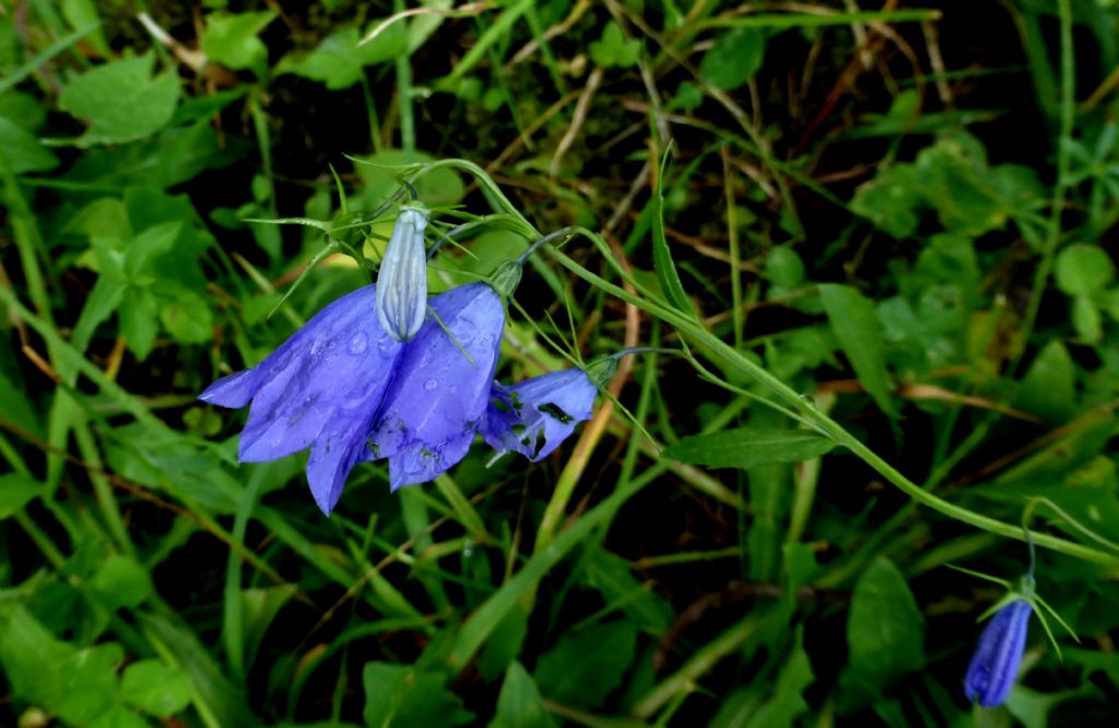 Campanula rhomboidalis / Campanula romboidale