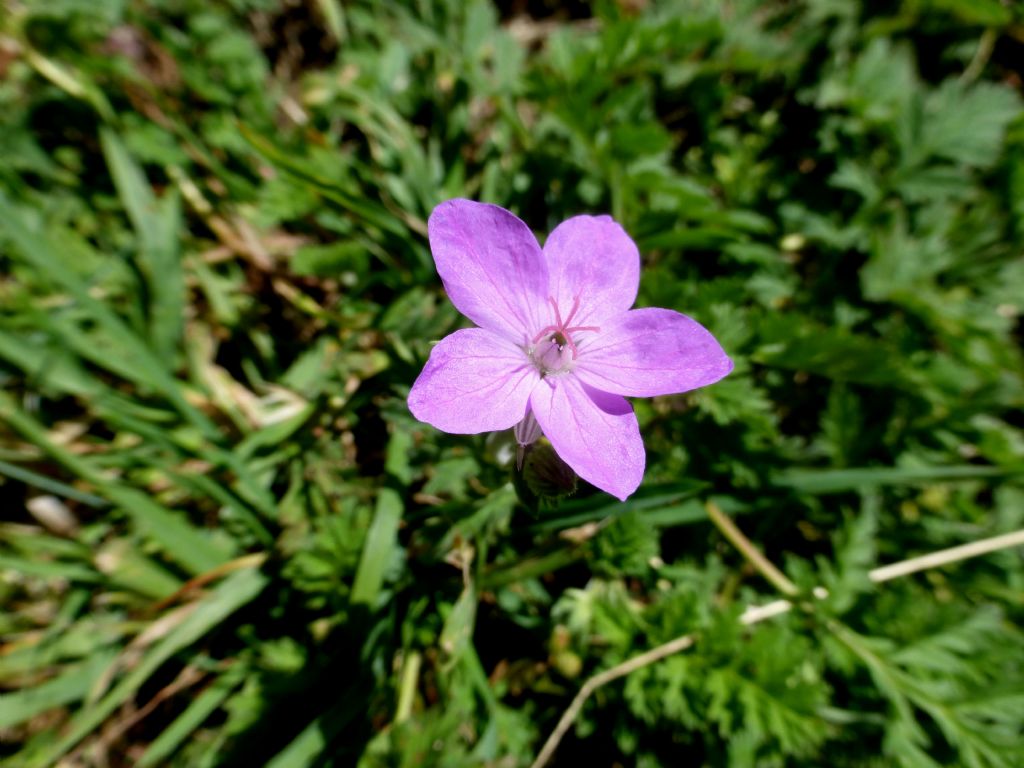 Erodium alpinum