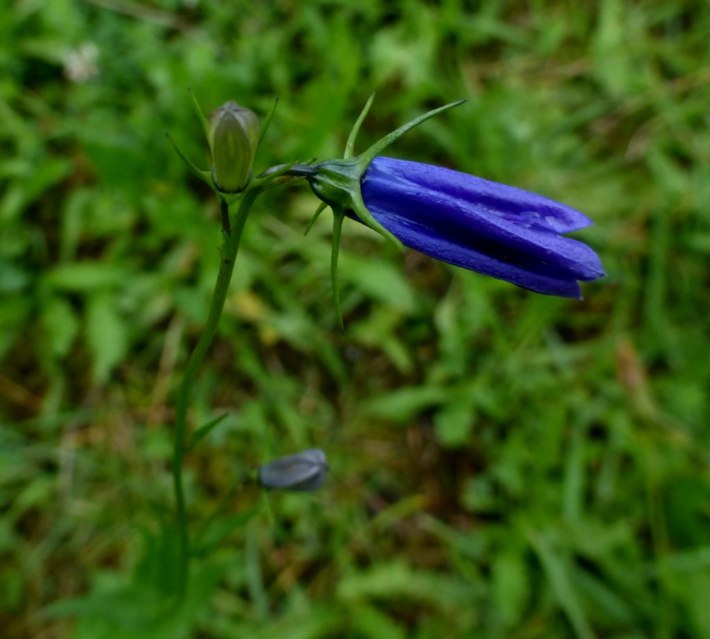 Campanula rhomboidalis / Campanula romboidale