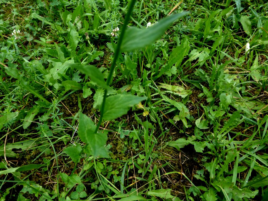 Campanula rhomboidalis / Campanula romboidale