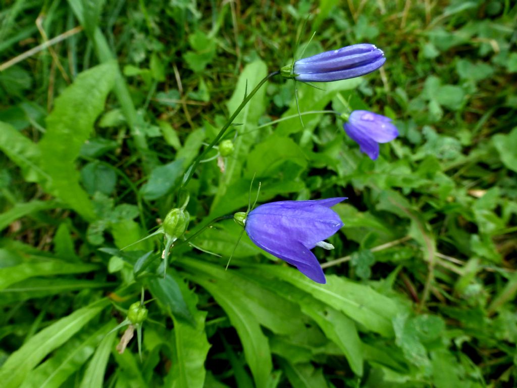 Campanula rhomboidalis / Campanula romboidale