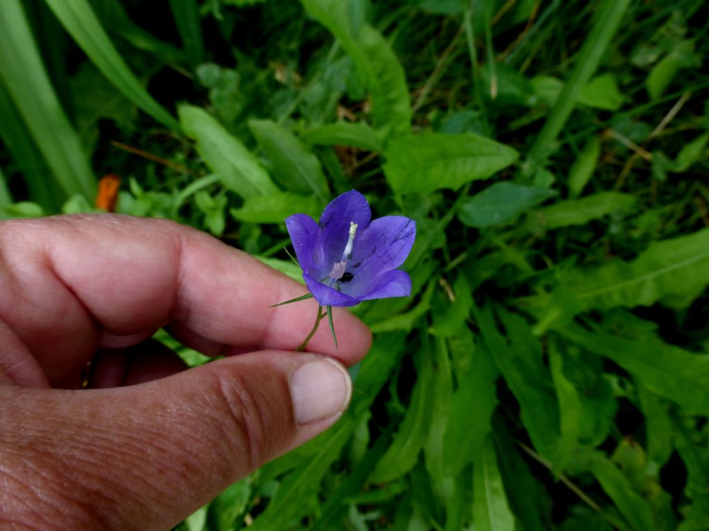 Campanula rhomboidalis / Campanula romboidale