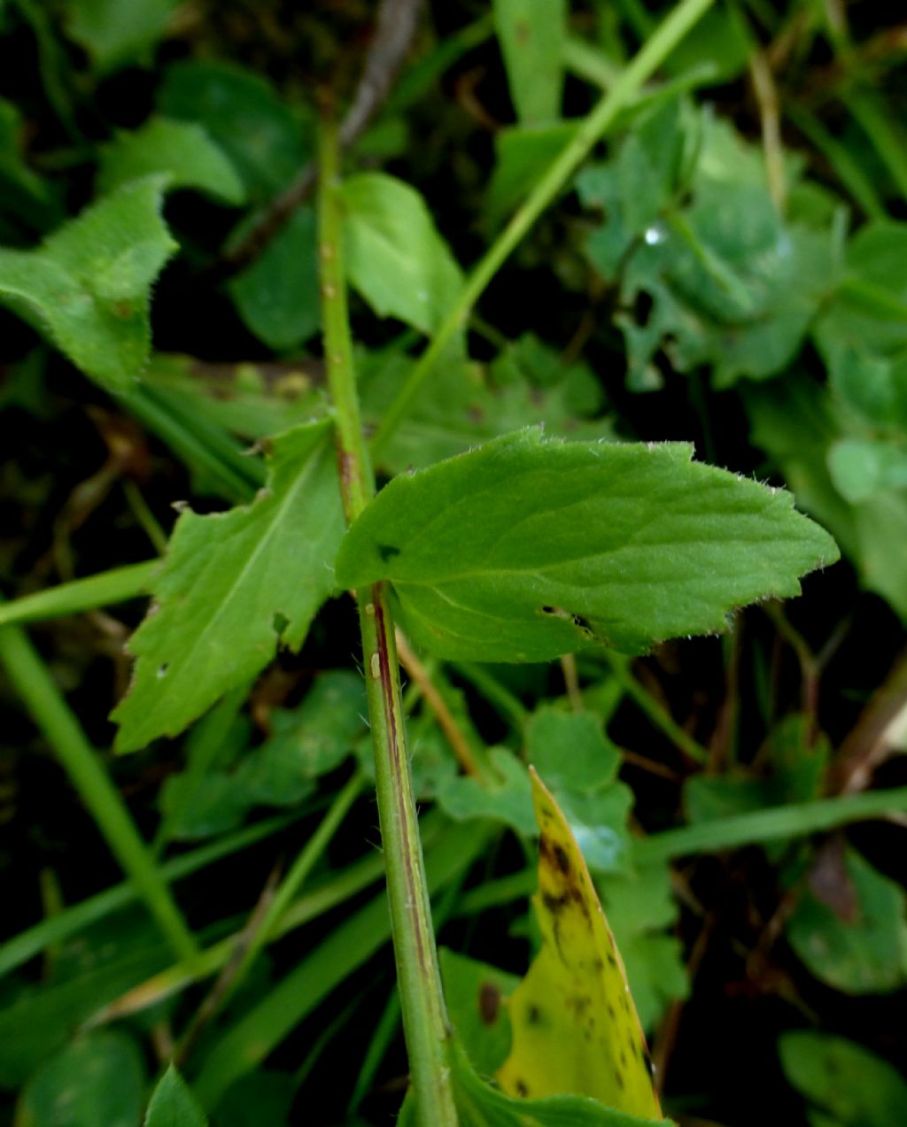 Campanula rhomboidalis / Campanula romboidale