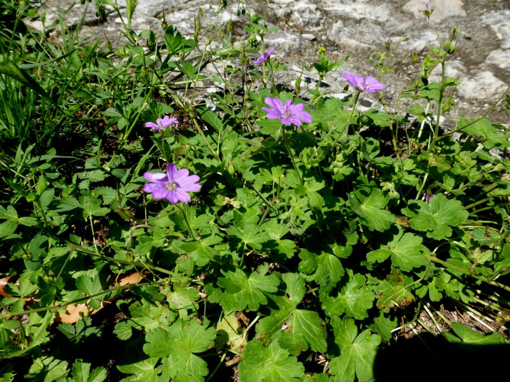 Geranium pyrenaicum / Geranio dei Pirenei