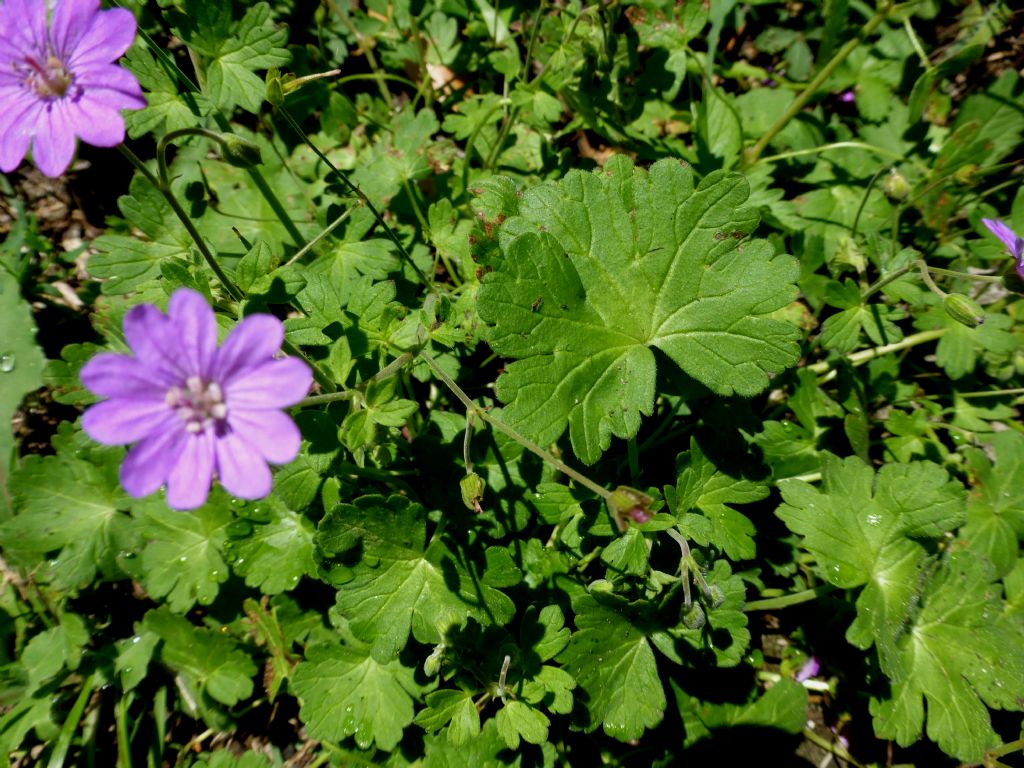 Geranium pyrenaicum / Geranio dei Pirenei