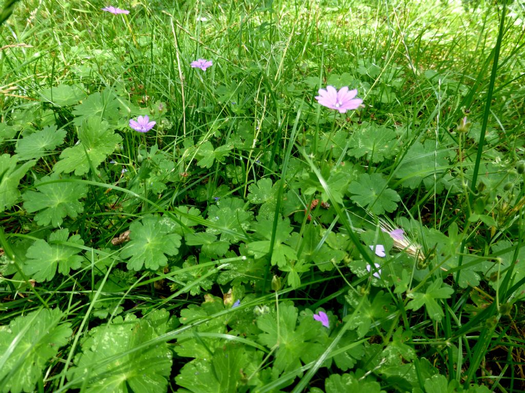 Geranium pyrenaicum / Geranio dei Pirenei