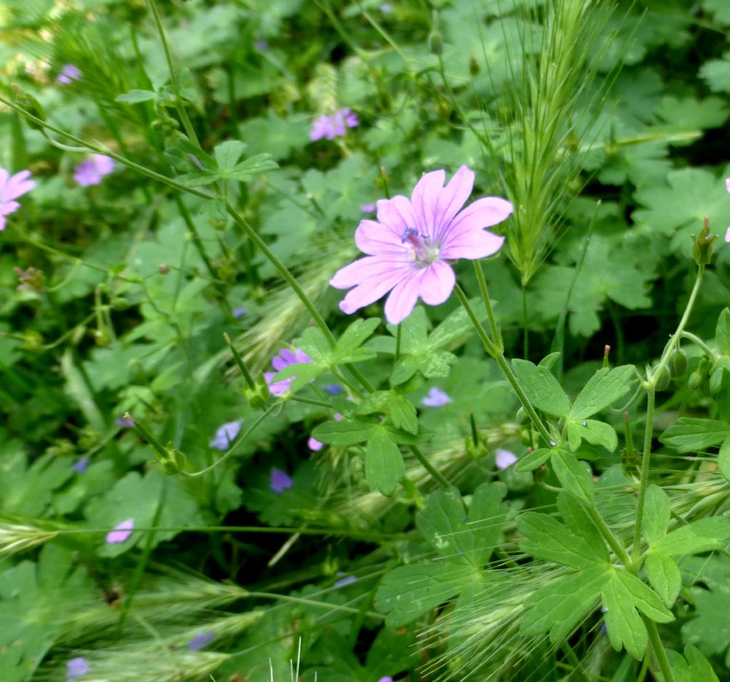 Geranium pyrenaicum / Geranio dei Pirenei