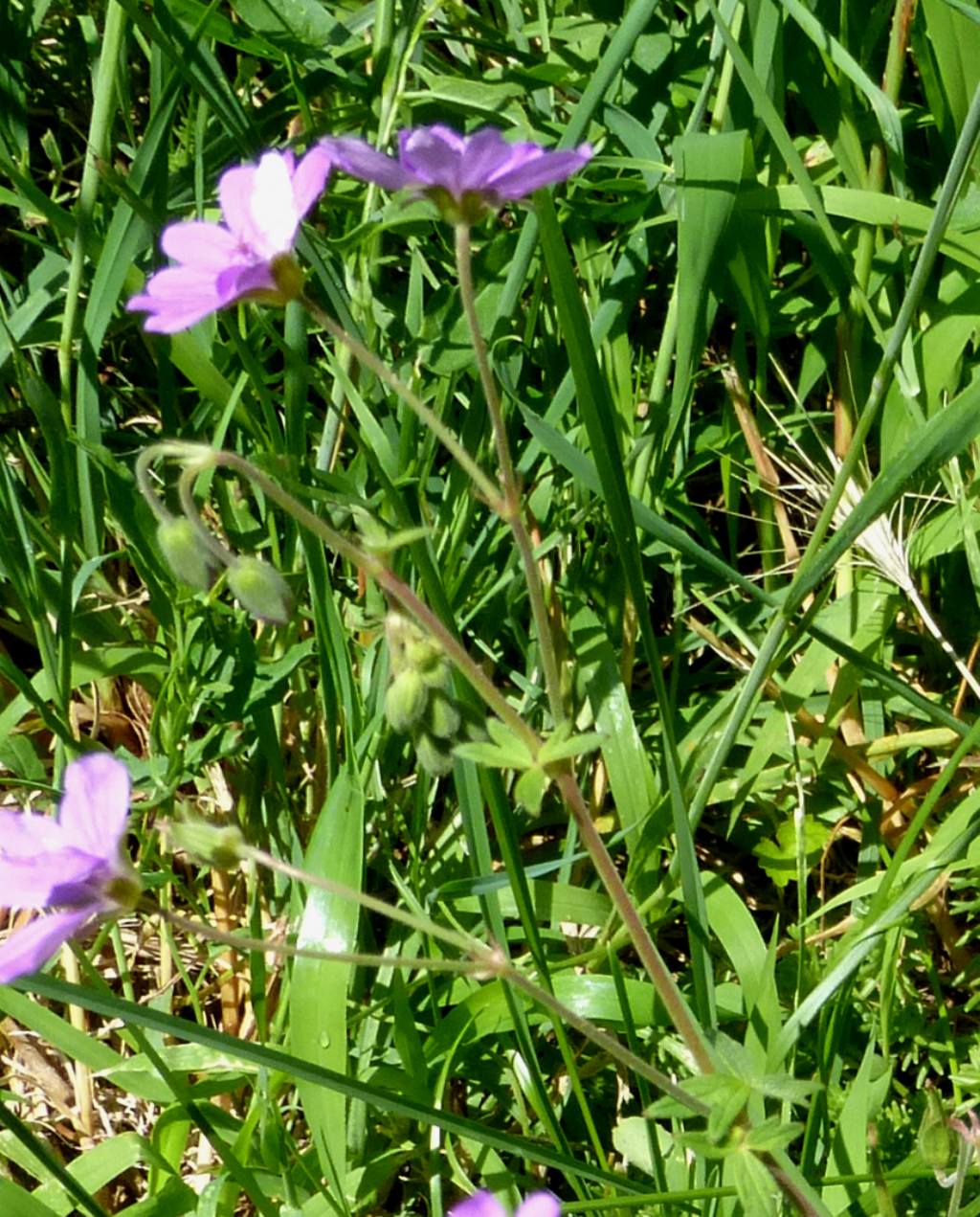 Geranium pyrenaicum / Geranio dei Pirenei