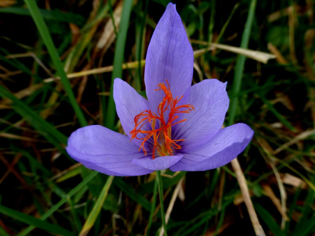 Crocus ligusticus / Zafferano ligure