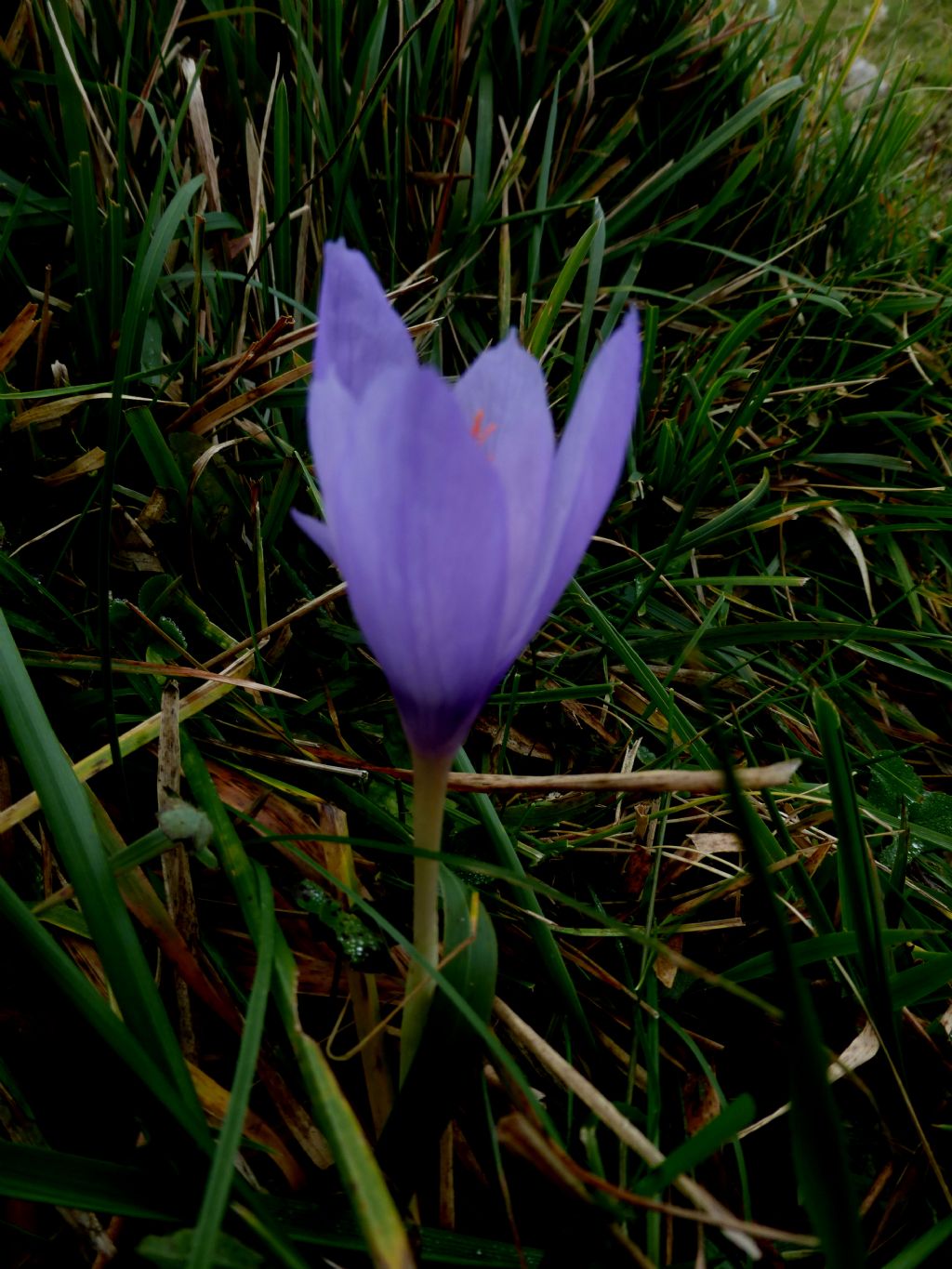 Crocus ligusticus / Zafferano ligure