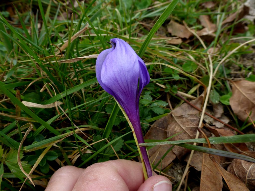 Crocus ligusticus / Zafferano ligure