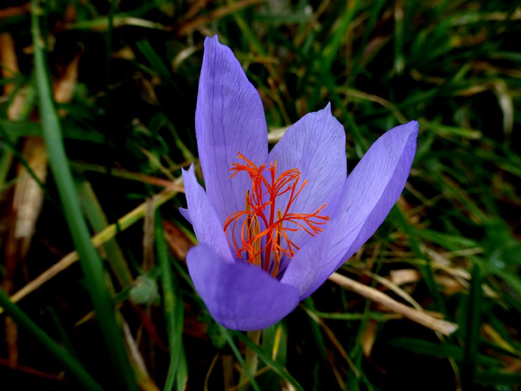 Crocus ligusticus / Zafferano ligure