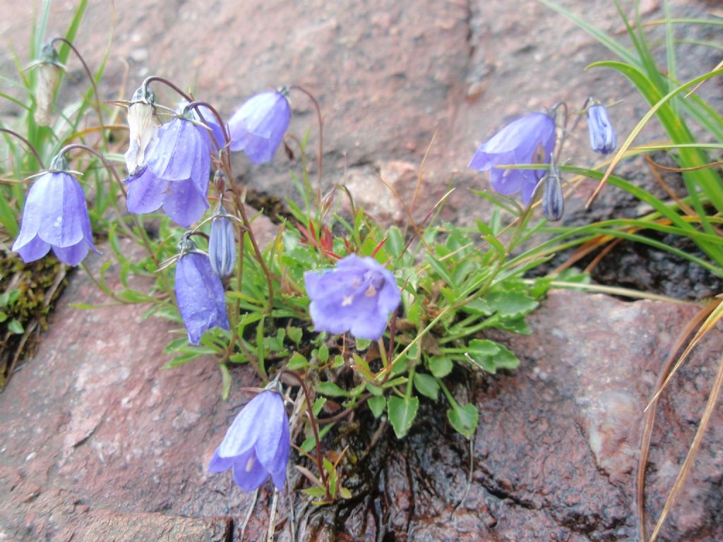 Campanula cochleariifolia