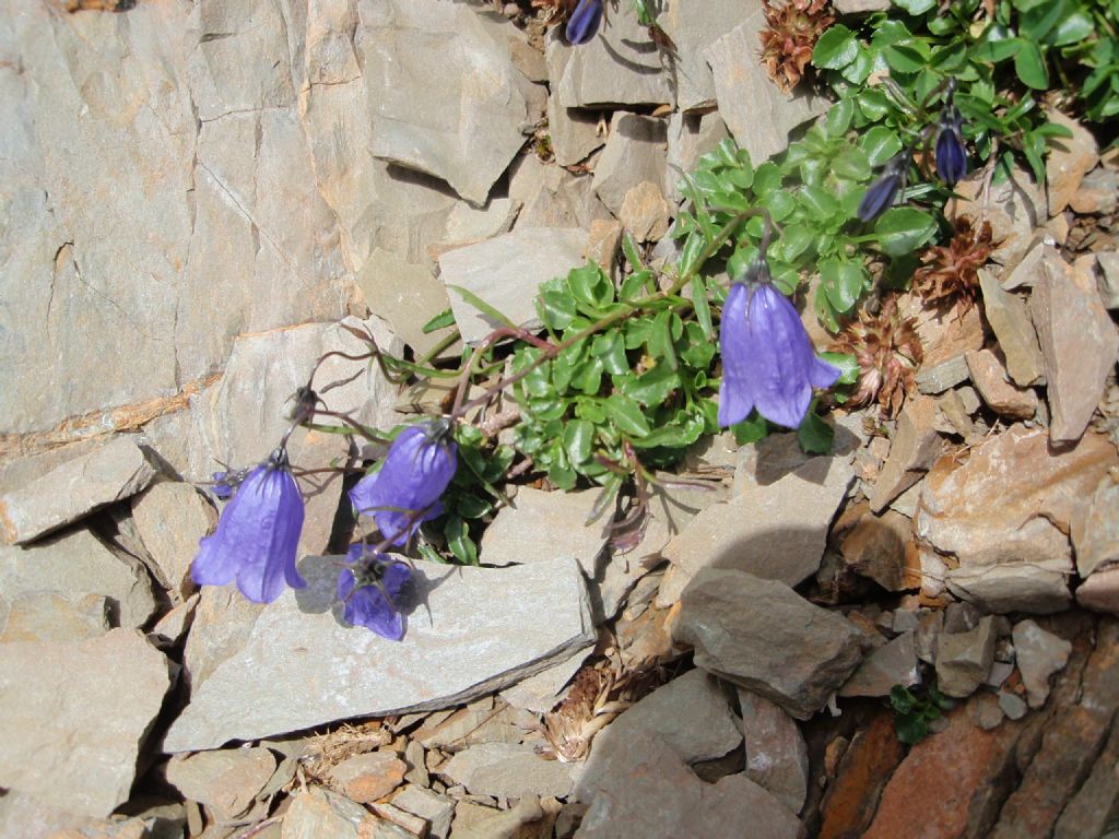 Campanula cochleariifolia