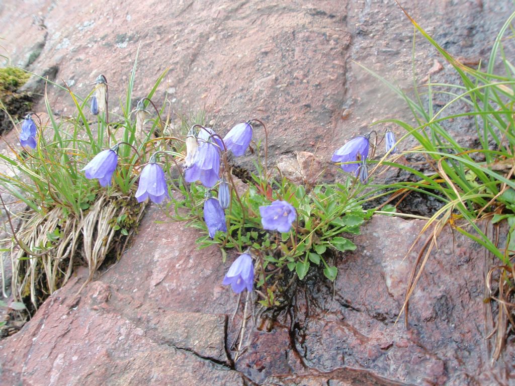 Campanula cochleariifolia