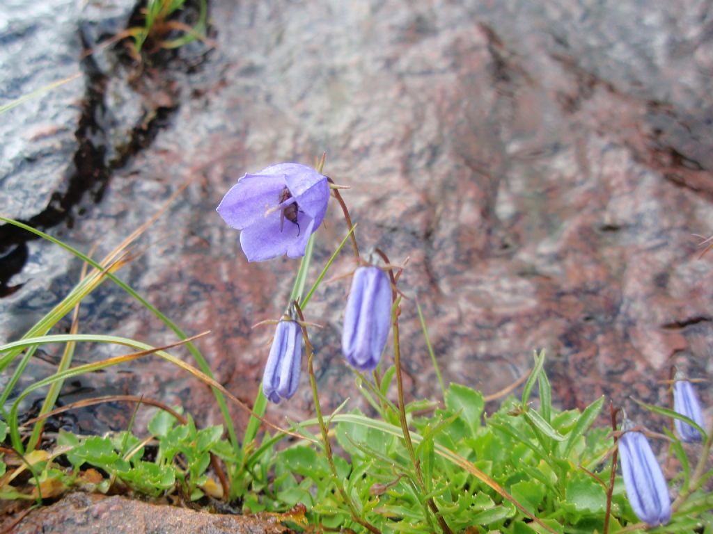 Campanula cochleariifolia