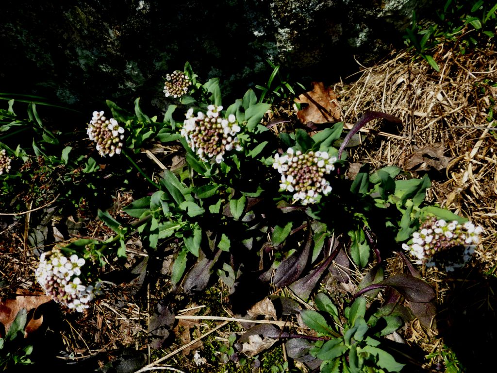 Noccaea caerulescens (=Thlaspi caerulescens) / Erba storna bluastra