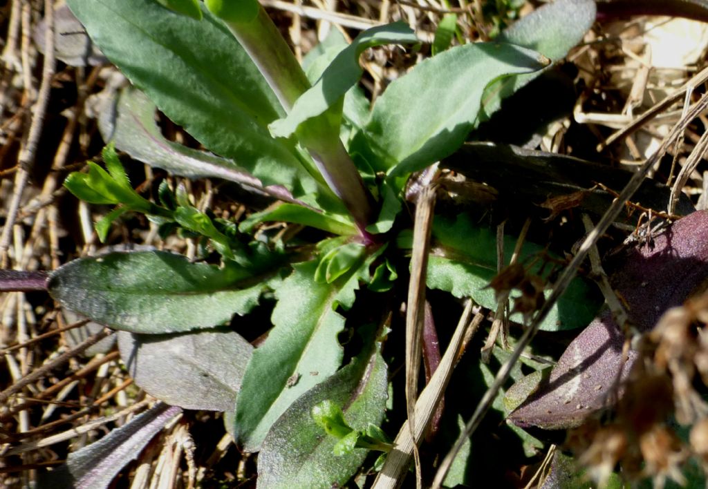 Noccaea caerulescens (=Thlaspi caerulescens) / Erba storna bluastra