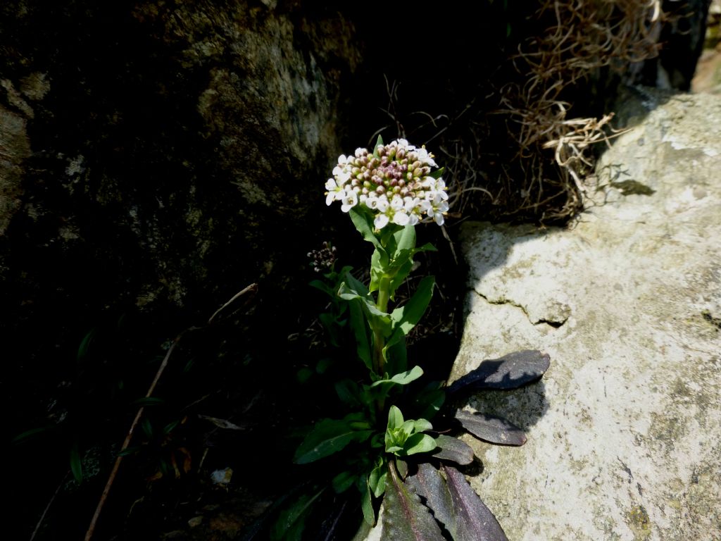 Noccaea caerulescens (=Thlaspi caerulescens) / Erba storna bluastra