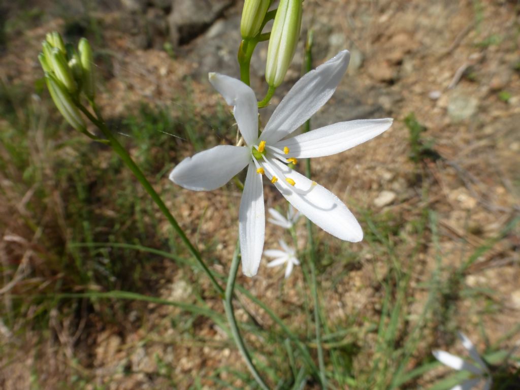 Anthericum liliago