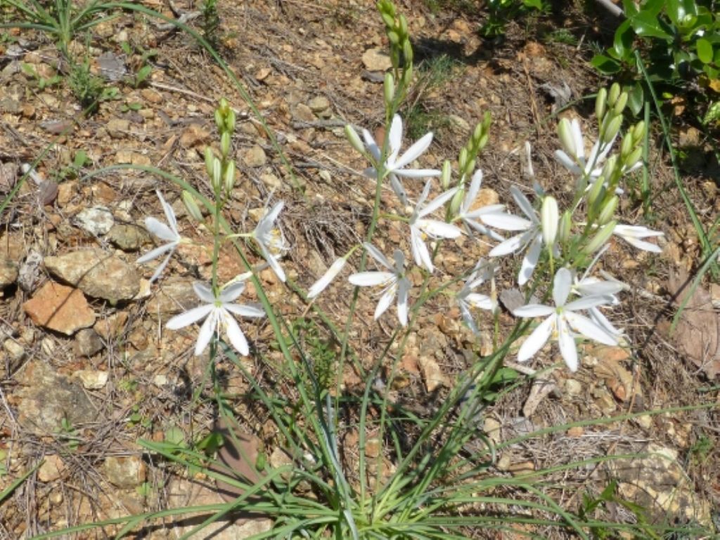 Anthericum liliago