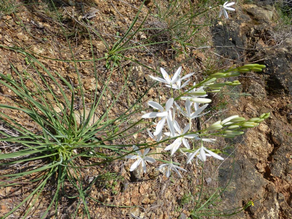 Anthericum liliago