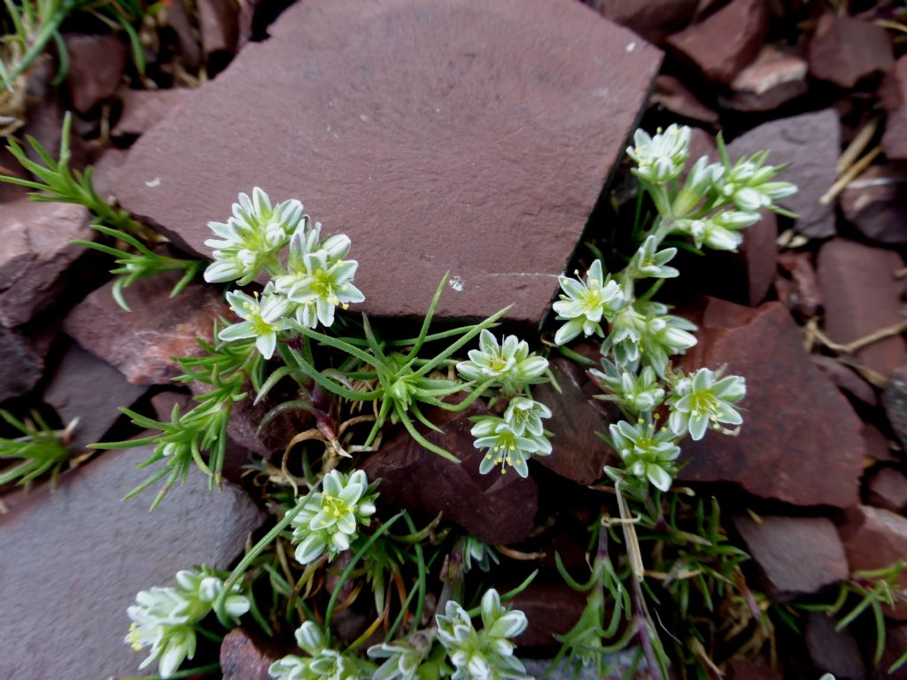 Scleranthus perennis / Centograni perenne