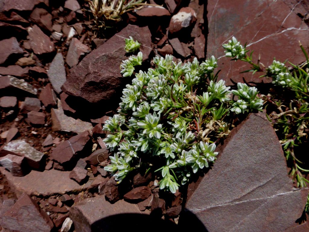 Scleranthus perennis / Centograni perenne