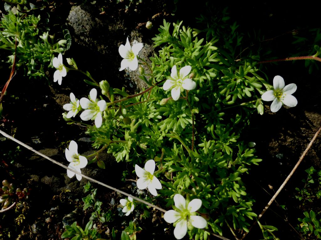 Saxifraga exarata