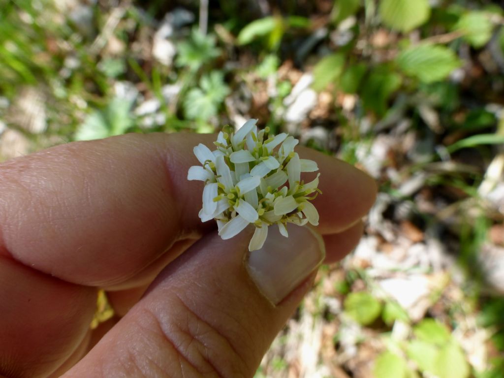 Fourraea alpina (=Arabis pauciflora) / Arabetta glauca