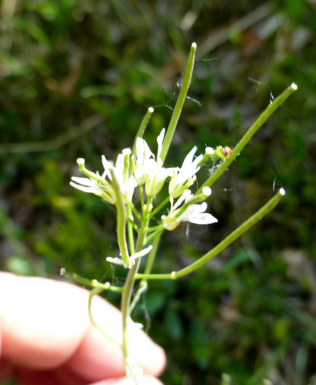 Fourraea alpina (=Arabis pauciflora) / Arabetta glauca