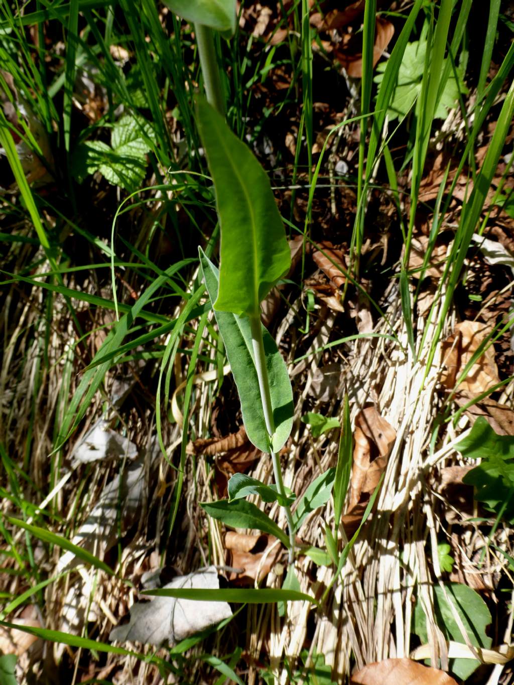 Fourraea alpina (=Arabis pauciflora) / Arabetta glauca