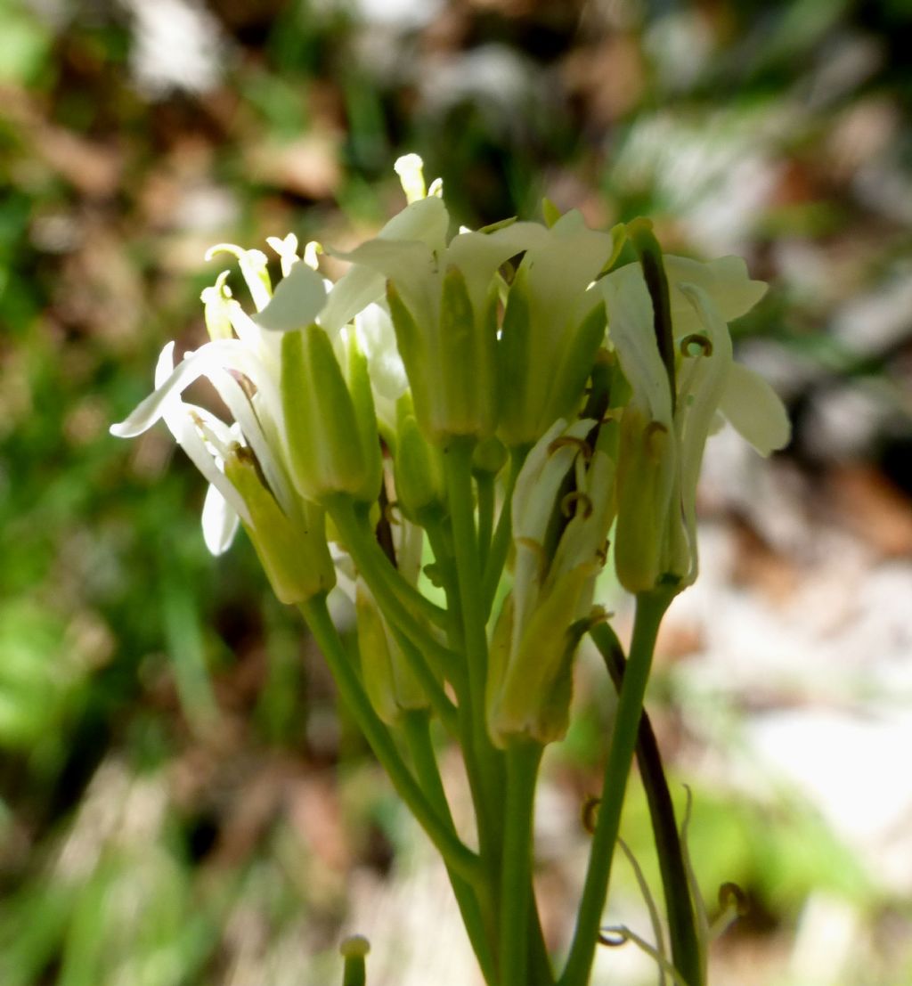 Fourraea alpina (=Arabis pauciflora) / Arabetta glauca