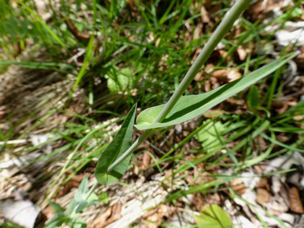 Fourraea alpina (=Arabis pauciflora) / Arabetta glauca