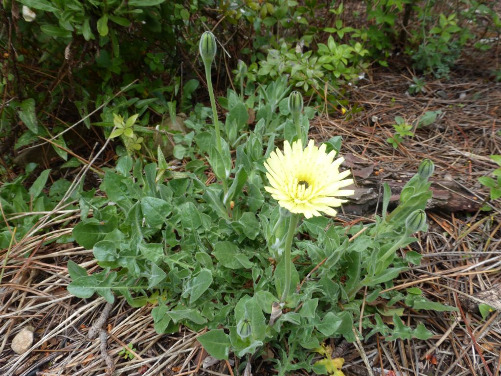 Urospermum dalechampii / Boccione maggiore