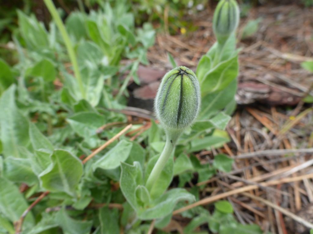 Urospermum dalechampii / Boccione maggiore