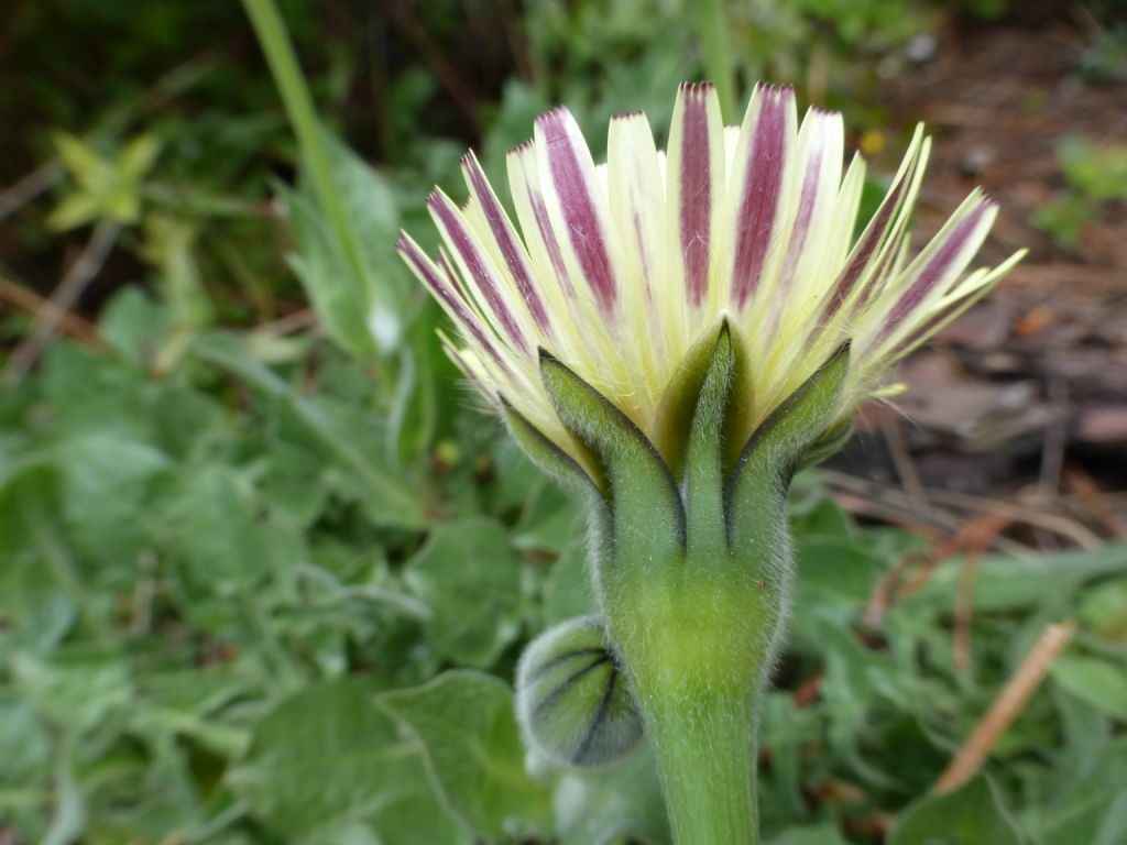 Urospermum dalechampii / Boccione maggiore