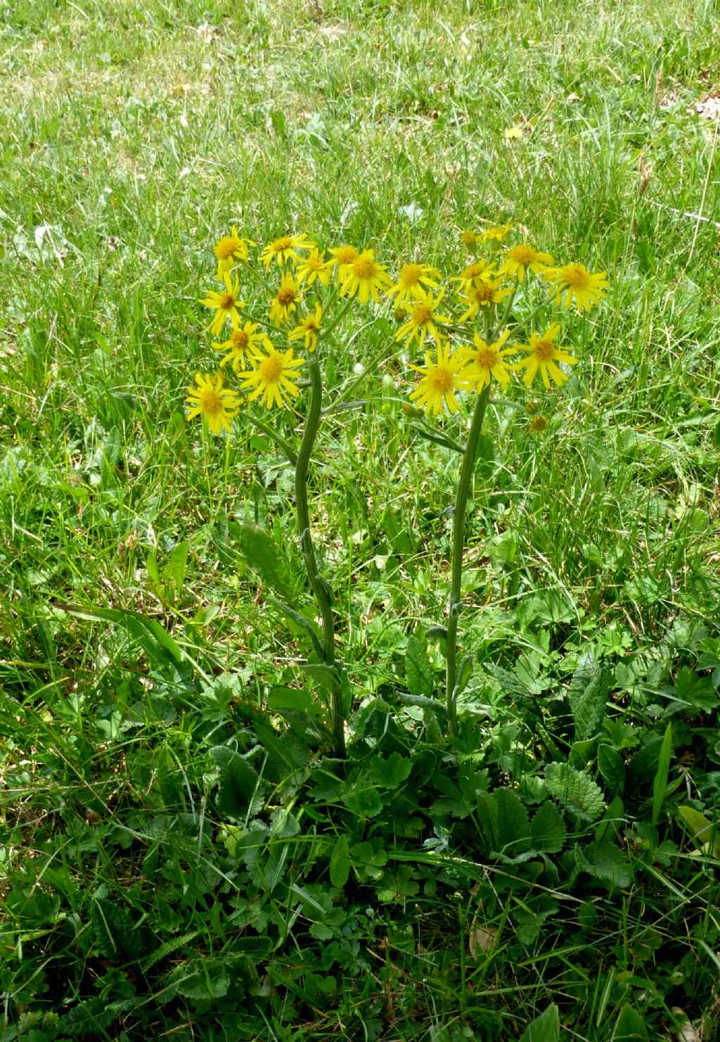 Senecio gaudinii?