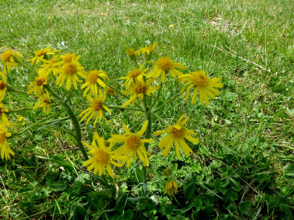 Senecio gaudinii?