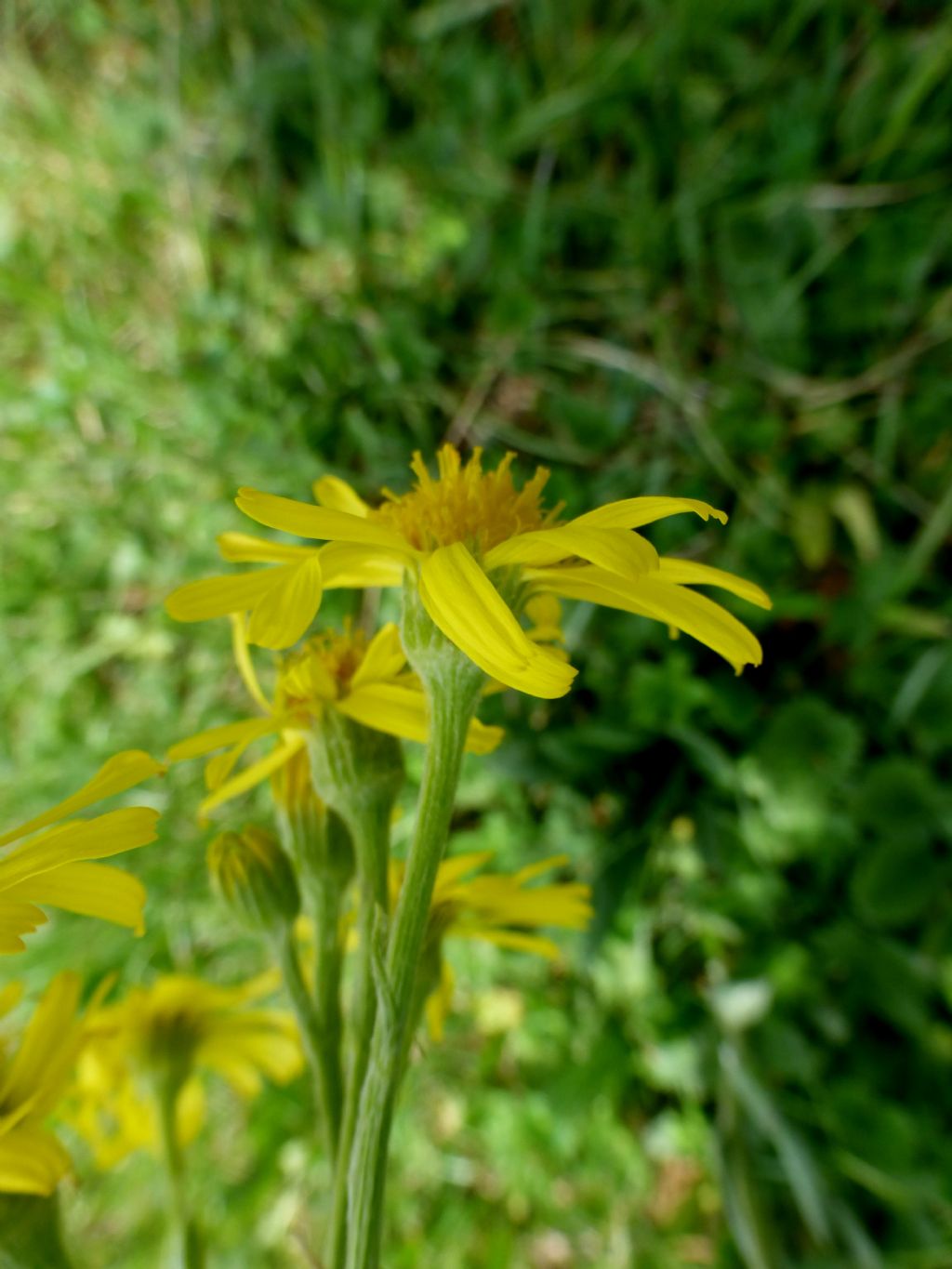 Senecio gaudinii?